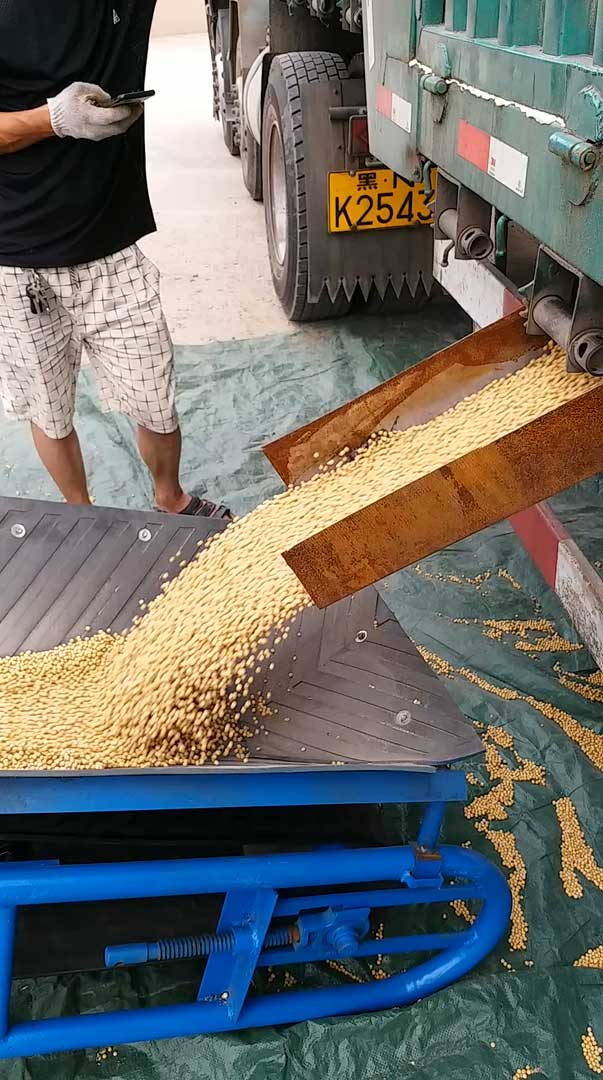 精选大豆进仓